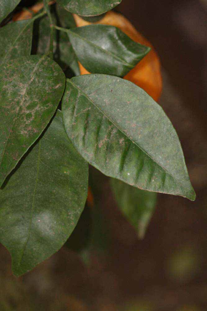            Unifoliolate leaf (Riverside, CA)   